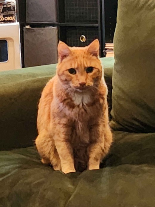 Pancake, an orange tabby, sits on a green couch and looks deep in thought. However, she was not in possession of the braincell at this point, so she's just idling.